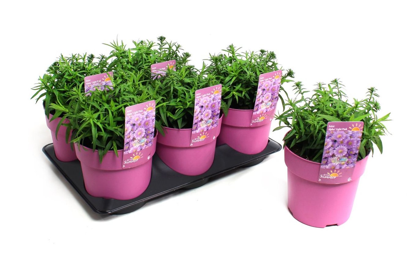 Aster (D) Alpha Light Pink - C1,5